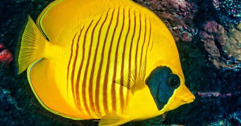 Journée internationale des femmes